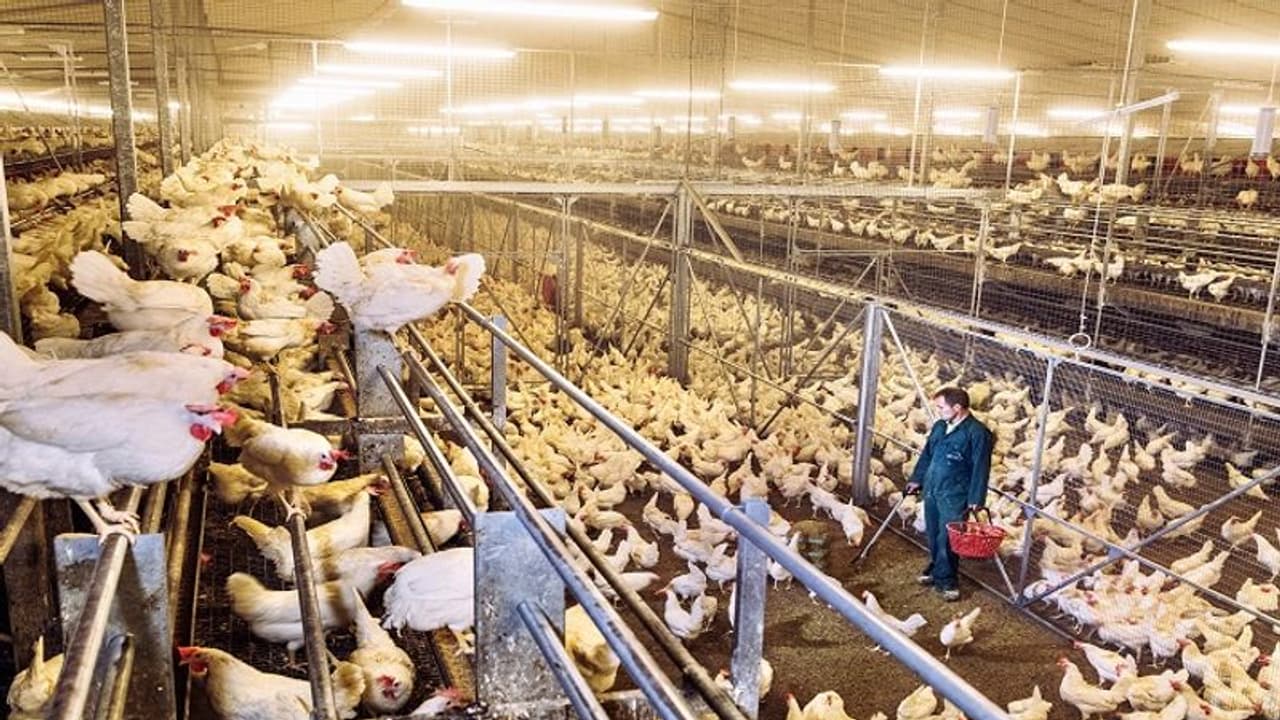 'చికెన్తో కరోనా అని నిరూపిస్తే రూ. 5 కోట్ల బహుమతి' 'చికెన్తో కరోనా అని నిరూపిస్తే రూ. 5 కోట్ల బహుమతి'