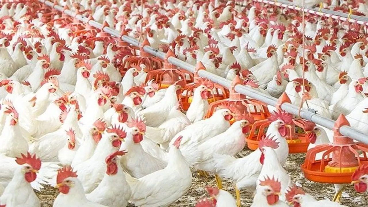 UAE Lifted Ban On Poultry Products:ಭಾರತದ ಕುಕ್ಕುಟೋದ್ಯಮ ಉತ್ಪನ್ನಗಳ ಆಮದಿನ ಮೇಲಿನ ನಿರ್ಬಂಧ ತೆರವುಗೊಳಿಸಿದ ಯುಎಇ