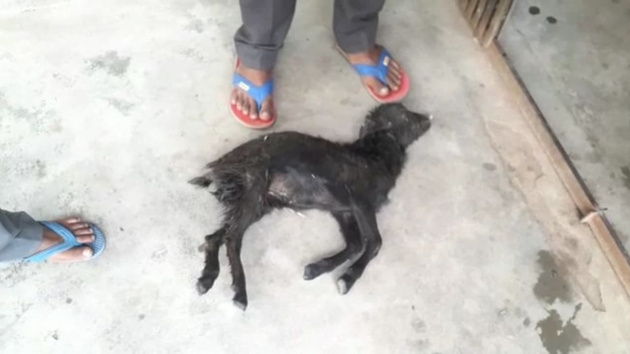 একটি ছাগল ছানার মৃত্যু, আর তাই নিয়ে ধুন্ধুমার তৃণমূল কংগ্রেস বনাম আমলাদের একটি ছাগল ছানার মৃত্যু, আর তাই নিয়ে ধুন্ধুমার তৃণমূল কংগ্রেস বনাম আমলাদের