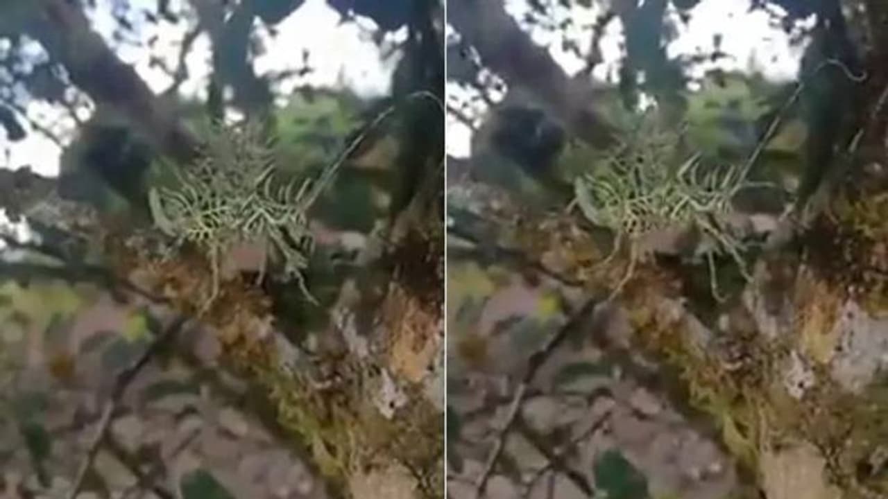 വൈറലായി അത്ഭുത ജീവിയുടെ വീഡിയോ, ഇതെന്തെന്ന് അറിയാതെ ഇന്‍റര്‍നെറ്റ് !