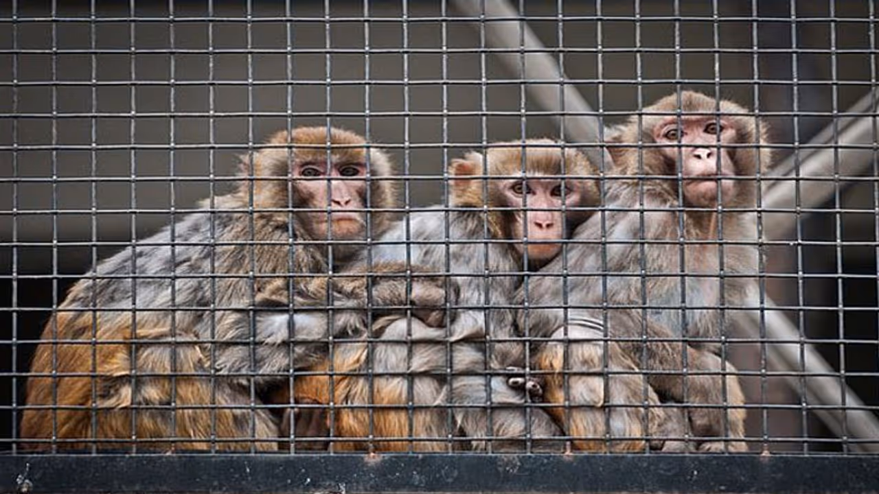 5 caught for killing 33 monkeys in Karnataka 5 caught for killing 33 monkeys in Karnataka