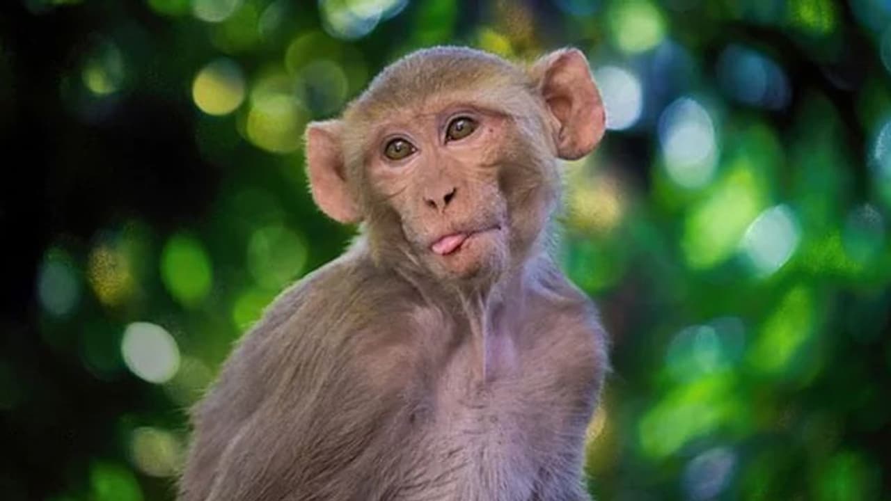 ಚೀನಾದಿಂದ ಮಹತ್ವದ ಹೆಜ್ಜೆ, ಅಧ್ಯಯನಕ್ಕಾಗಿ ಬಾಹ್ಯಾಕಾಶಕ್ಕೆ ಕೋತಿ ಕಳುಹಿಸಲು ನಿರ್ಧಾರ!