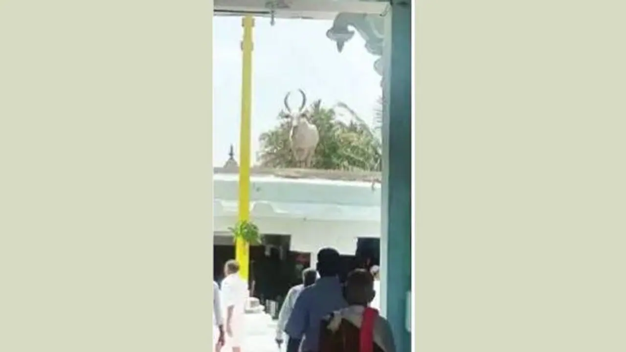 ದೇವಾಲಯದ ಕಟ್ಟಡದ ಮೇಲೇರಿದ ಬಸವ!