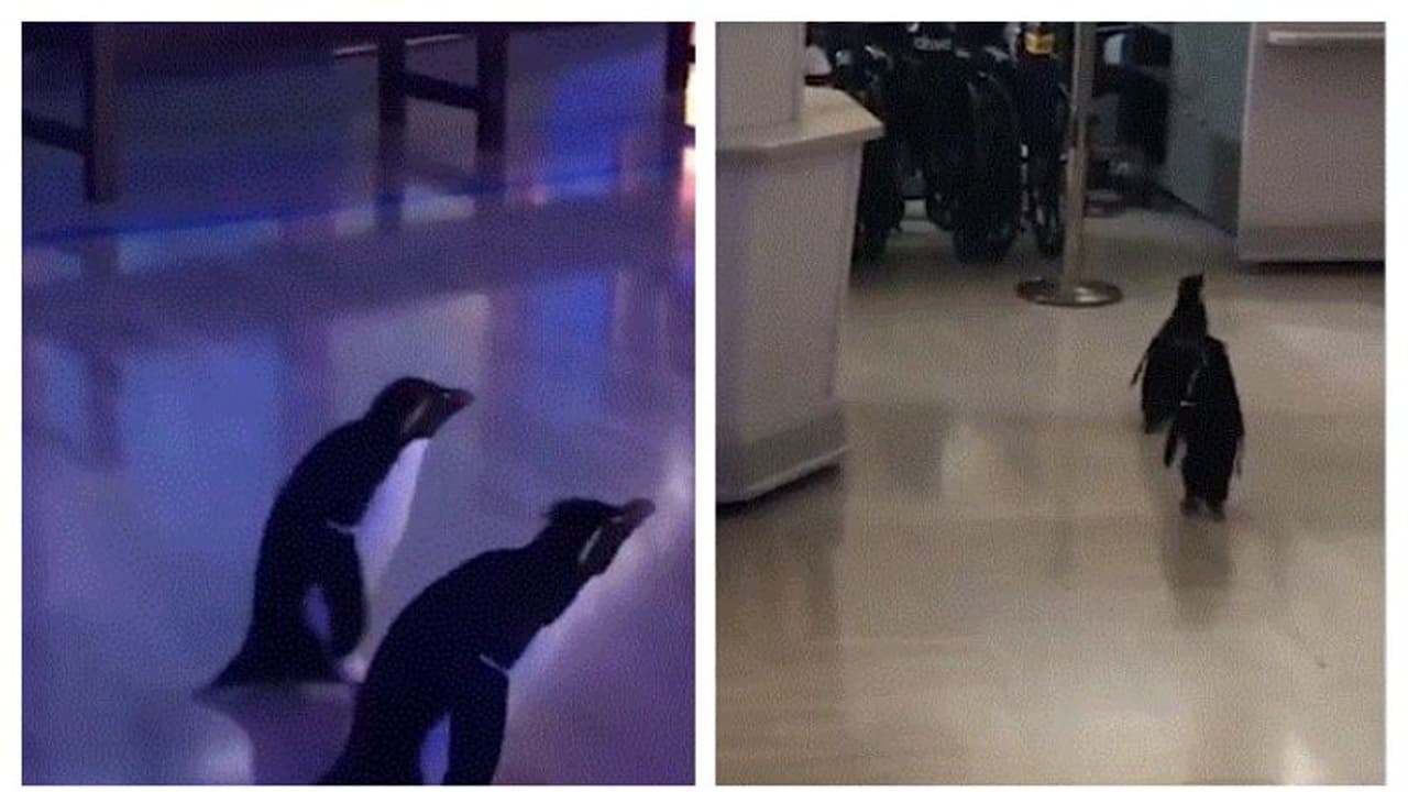 করোনা আতঙ্কে শুনসান চিড়িয়াখানা, দর্শকের ভূমিকায় পেঙ্গুইন দম্পতি, ভাইরাল হল ভিডিও