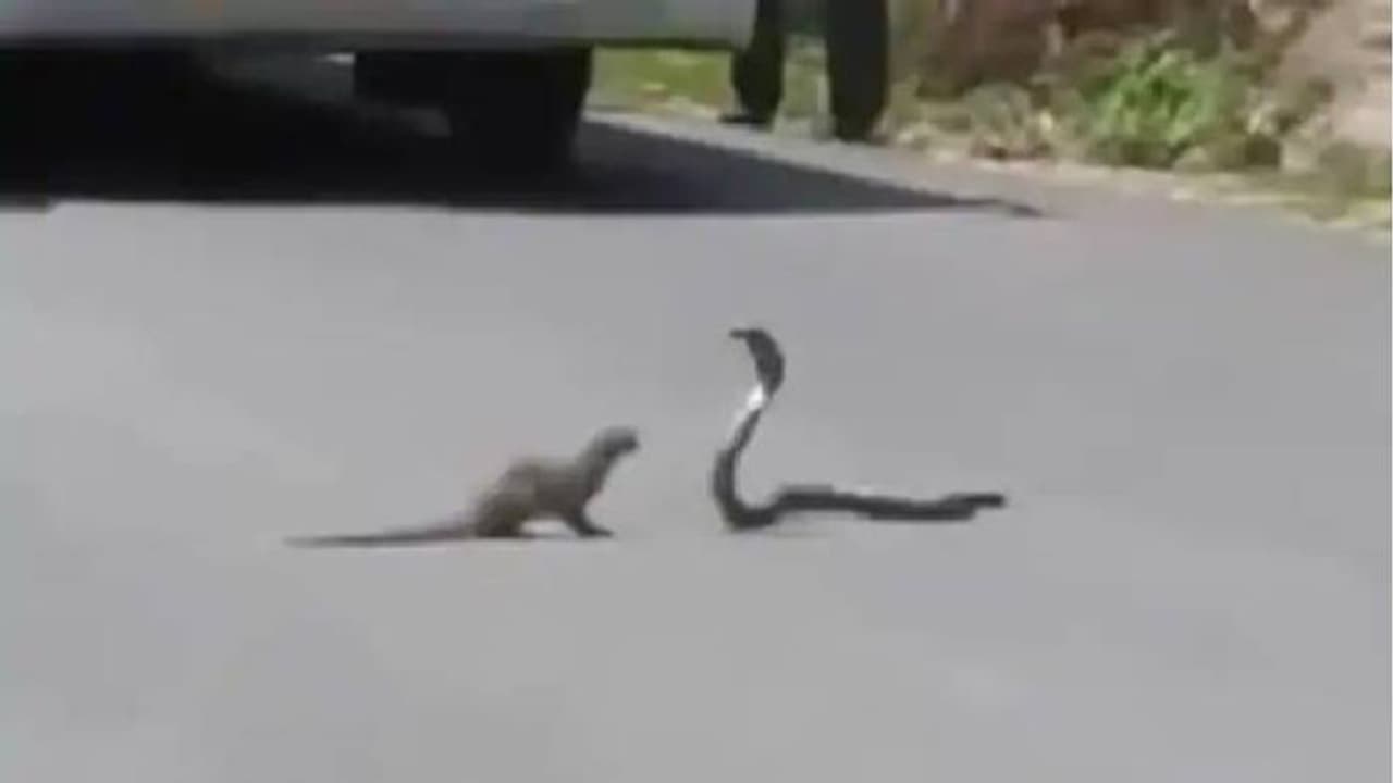 'ഇങ്ങനെ നെഞ്ചും വിരിച്ച് നില്‍ക്കാന്‍ മറ്റാര്‍ക്ക് കഴിയും'; പാമ്പിന് മുന്നില്‍ നില്‍ക്കുന്ന കീരി വീഡിയോ