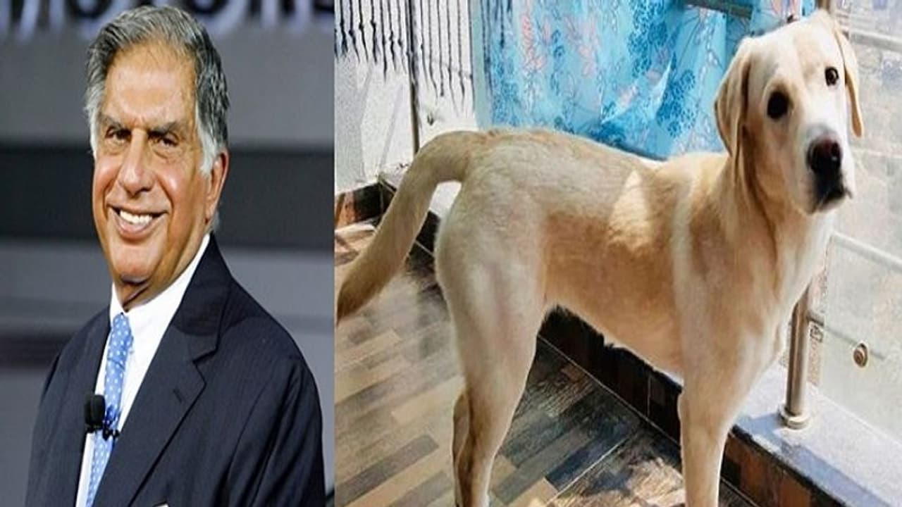 కుక్కలపై ఉన్న అభిమానాన్ని చాటుకున్నా రతన్ టాటా...సోషల్ మీడియాలో వైరల్ కుక్కలపై ఉన్న అభిమానాన్ని చాటుకున్నా రతన్ టాటా...సోషల్ మీడియాలో వైరల్