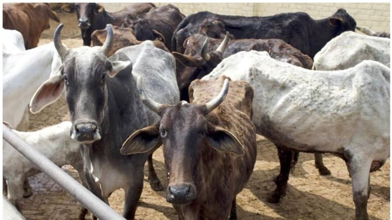 കൊവിഡിനെ തുരത്താന് ചാണകവും ഗോമൂത്രവും; കിലോയ്ക്ക് 500 രൂപ, വില്പ്പനക്കാരന് അറസ്റ്റില് കൊവിഡിനെ തുരത്താന് ചാണകവും ഗോമൂത്രവും; കിലോയ്ക്ക് 500 രൂപ, വില്പ്പനക്കാരന് അറസ്റ്റില്