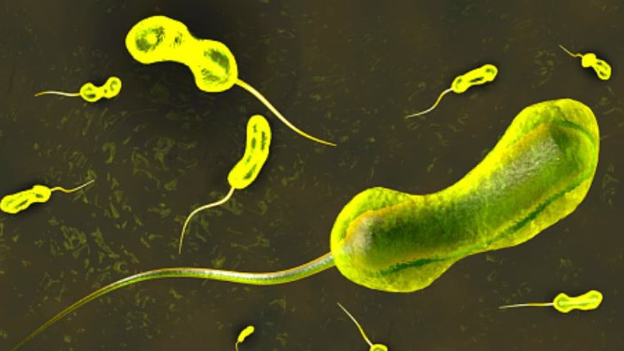 കോഴിക്കോട് നാലിടത്ത് കോളറ ബാക്ടീരിയയുടെ സാന്നിധ്യം; ജില്ലയിലാകെ പരിശോധന കോഴിക്കോട് നാലിടത്ത് കോളറ ബാക്ടീരിയയുടെ സാന്നിധ്യം; ജില്ലയിലാകെ പരിശോധന