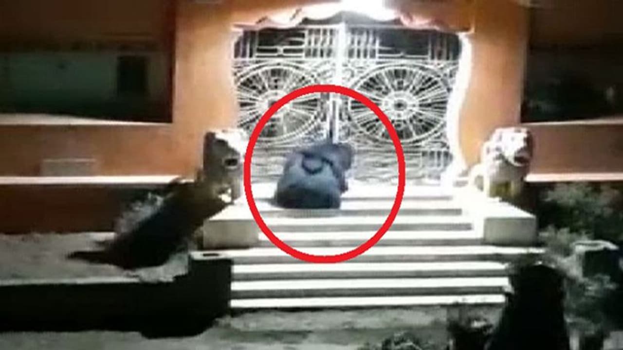 ഈ ക്ഷേത്രത്തിൽ രാത്രിയിൽ കരടി എത്തുന്നത് ഒറ്റ കാരണം കൊണ്ട്; സിസിടിവി ദൃശ്യങ്ങൾ പുറത്ത്