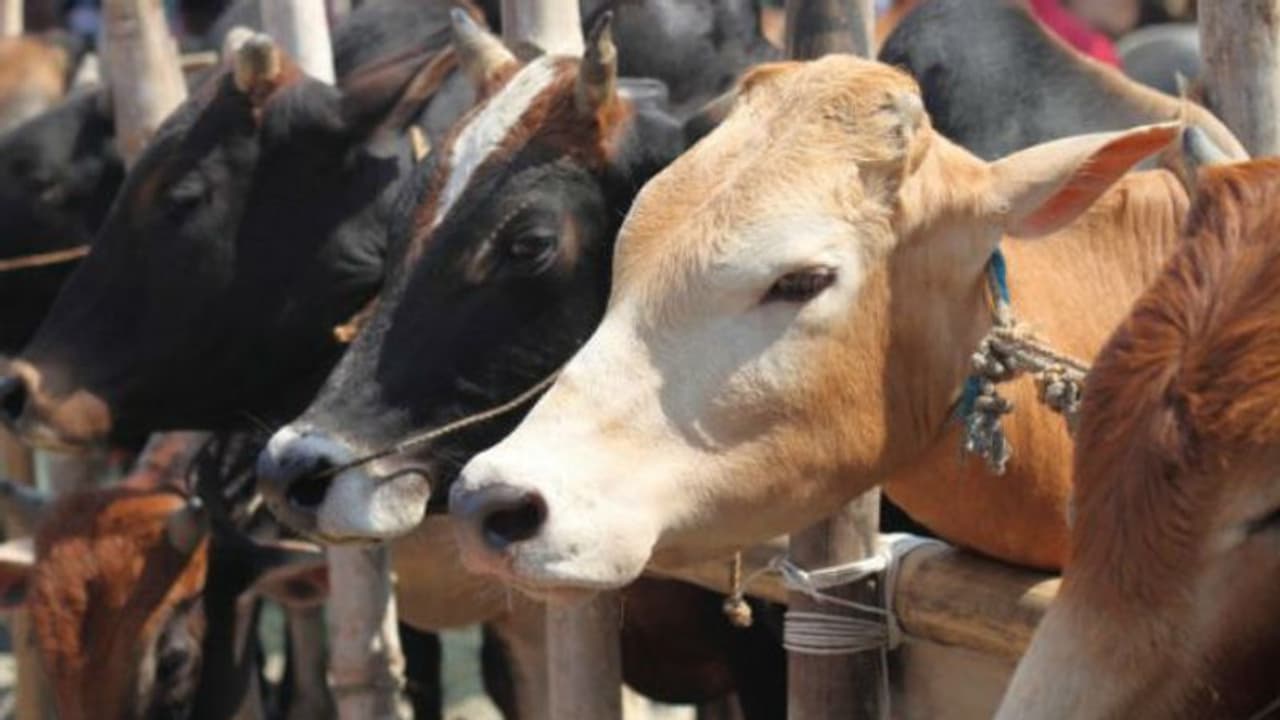 കൊറോണയെ തുരത്താന് ഗോമൂത്രം കുടിച്ചയാള്ക്ക് ദേഹാസ്വാസ്ഥ്യം; ബിജെപി പ്രവര്ത്തകന് അറസ്റ്റില് കൊറോണയെ തുരത്താന് ഗോമൂത്രം കുടിച്ചയാള്ക്ക് ദേഹാസ്വാസ്ഥ്യം; ബിജെപി പ്രവര്ത്തകന് അറസ്റ്റില്