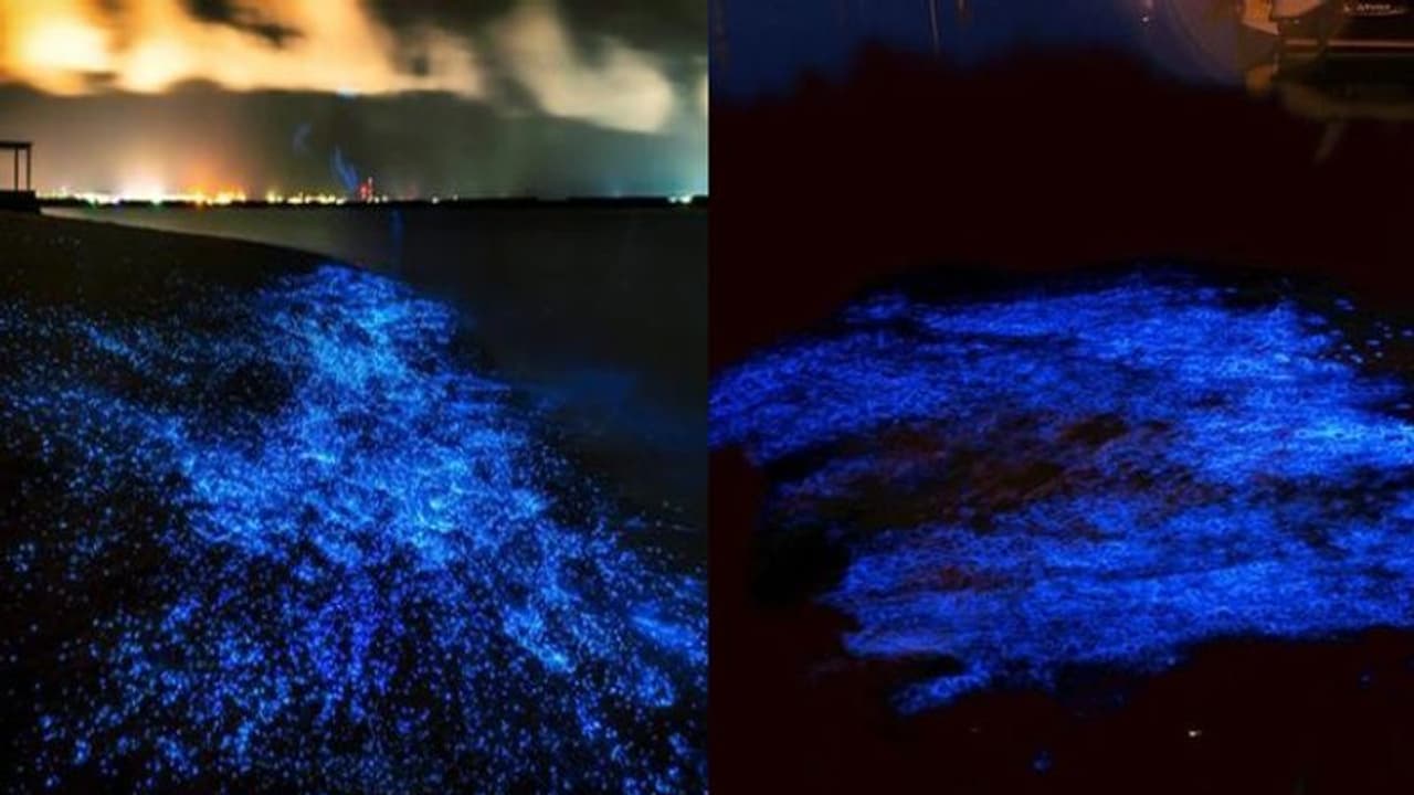 കുമ്പളങ്ങിയിലെ 'കവര്' കാണാൻ തിക്കും തിരക്കും; മുന്നറിയിപ്പുമായി പൊലീസ് കുമ്പളങ്ങിയിലെ 'കവര്' കാണാൻ തിക്കും തിരക്കും; മുന്നറിയിപ്പുമായി പൊലീസ്