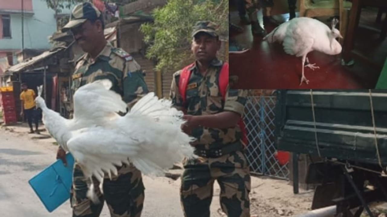 মুরগির আবার পেখম, চক্ষু চড়কগাছ বসিরহাটের মুরগির আবার পেখম, চক্ষু চড়কগাছ বসিরহাটের