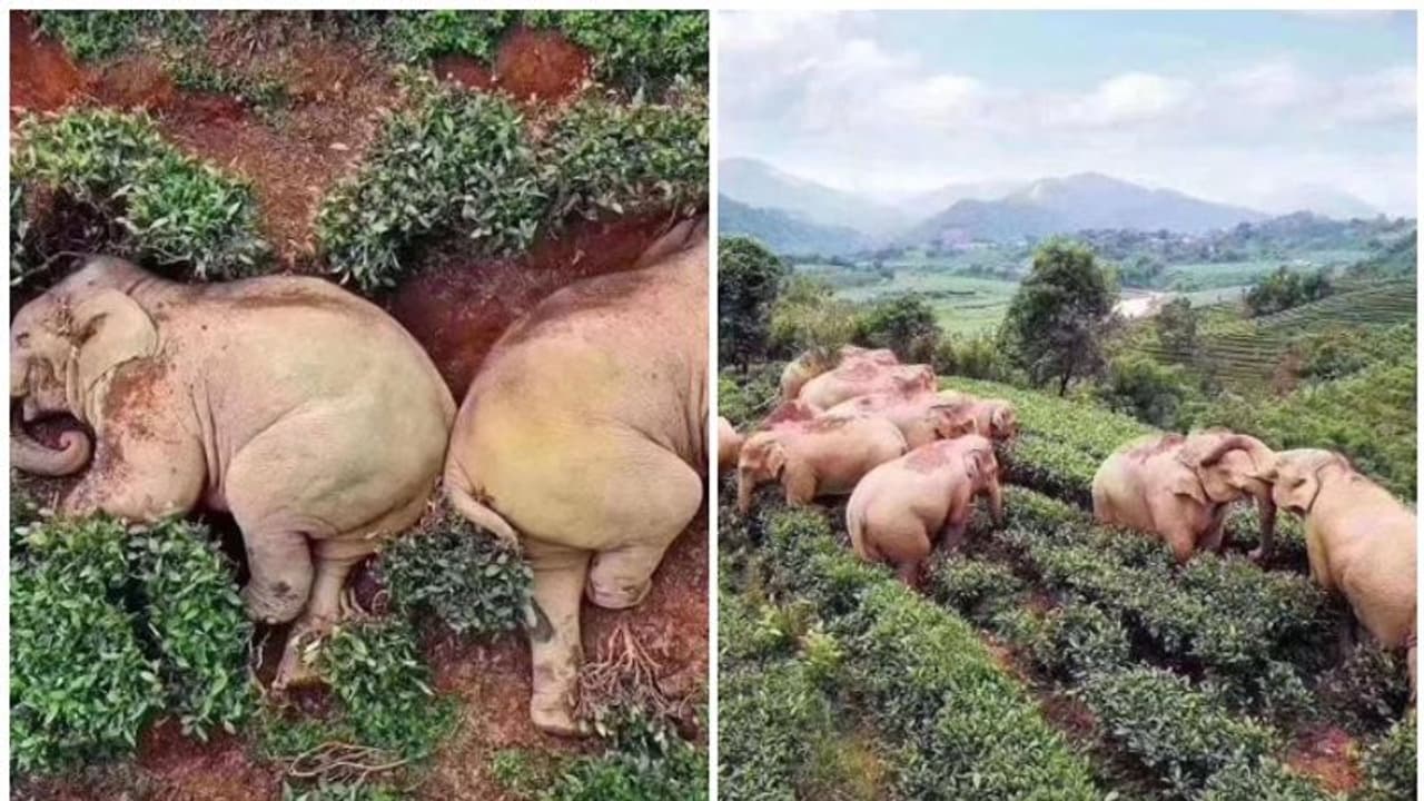 'ഈ കാട്ടാനകള് വാറ്റടിച്ച് കിറുങ്ങി മയങ്ങിയോ?'; വൈറലായ ചിത്രത്തെച്ചൊല്ലി സമൂഹമാധ്യമങ്ങളില് തമ്മിലടി 'ഈ കാട്ടാനകള് വാറ്റടിച്ച് കിറുങ്ങി മയങ്ങിയോ?'; വൈറലായ ചിത്രത്തെച്ചൊല്ലി സമൂഹമാധ്യമങ്ങളില് തമ്മിലടി