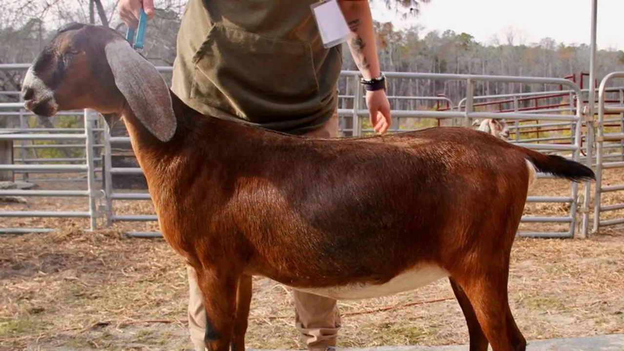 ஆடுகளை ஆட்டைய போட்டு கறி பிரியாணி வைத்து மாட்டிக்கொண்ட அதிமுக பிரமுகர்.!! பின்னியெடுத்த போலீஸ்.!!