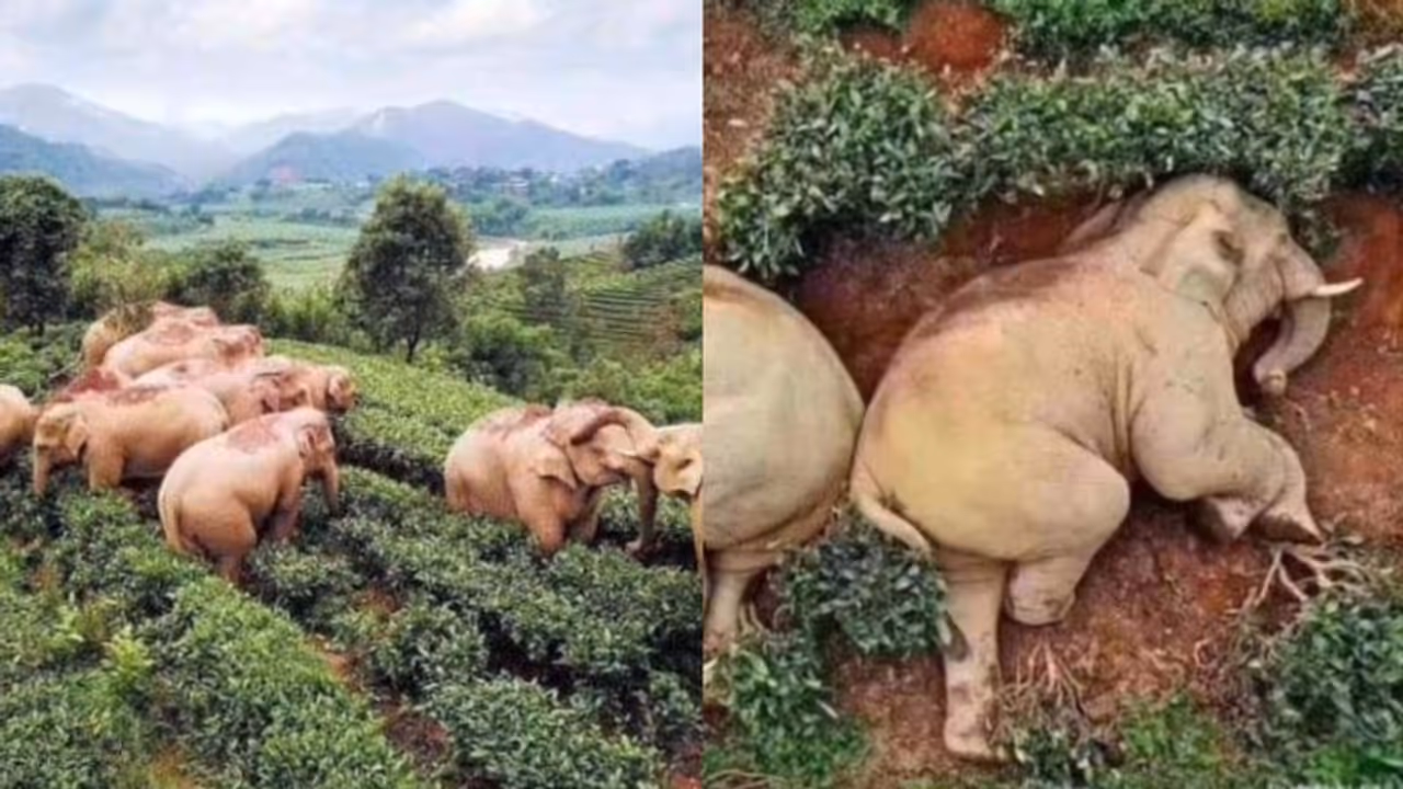 ৩০ লিটার মদ খেয়ে মাতাল হয়ে তান্ডব একপাল হাতির, হতবাক নেট দুনিয়া ৩০ লিটার মদ খেয়ে মাতাল হয়ে তান্ডব একপাল হাতির, হতবাক নেট দুনিয়া