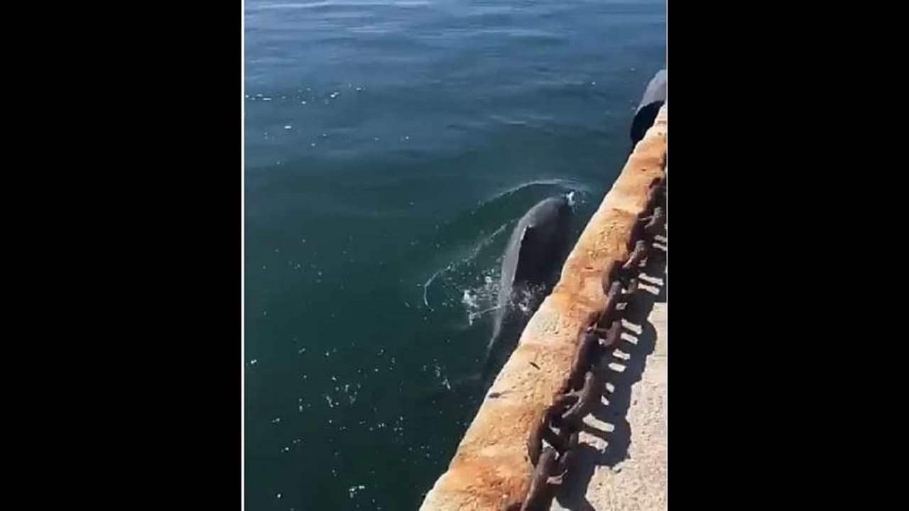 30 ವರ್ಷಗಳ ನಂತರ ಮರಳಿ ಬಂದ ಡಾಲ್ಫಿನ್, ಇದೆಕ್ಕೆಲ್ಲ ಕಾರಣ ಕೊರೋನಾ! 30 ವರ್ಷಗಳ ನಂತರ ಮರಳಿ ಬಂದ ಡಾಲ್ಫಿನ್, ಇದೆಕ್ಕೆಲ್ಲ ಕಾರಣ ಕೊರೋನಾ!