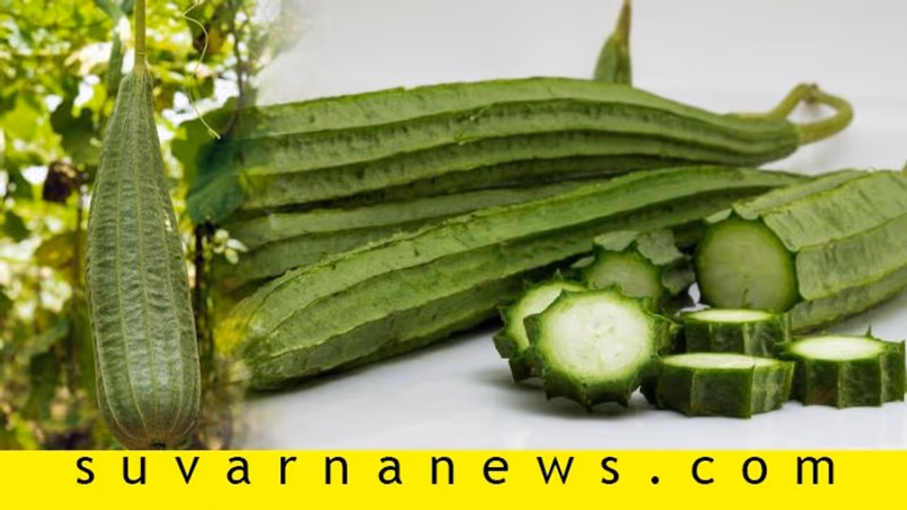 ಸುಲಭವಾಗಿ ಹೀರೆಕಾಯಿ ಹೀಗೆ ಬೆಳೆಯಿರಿ....