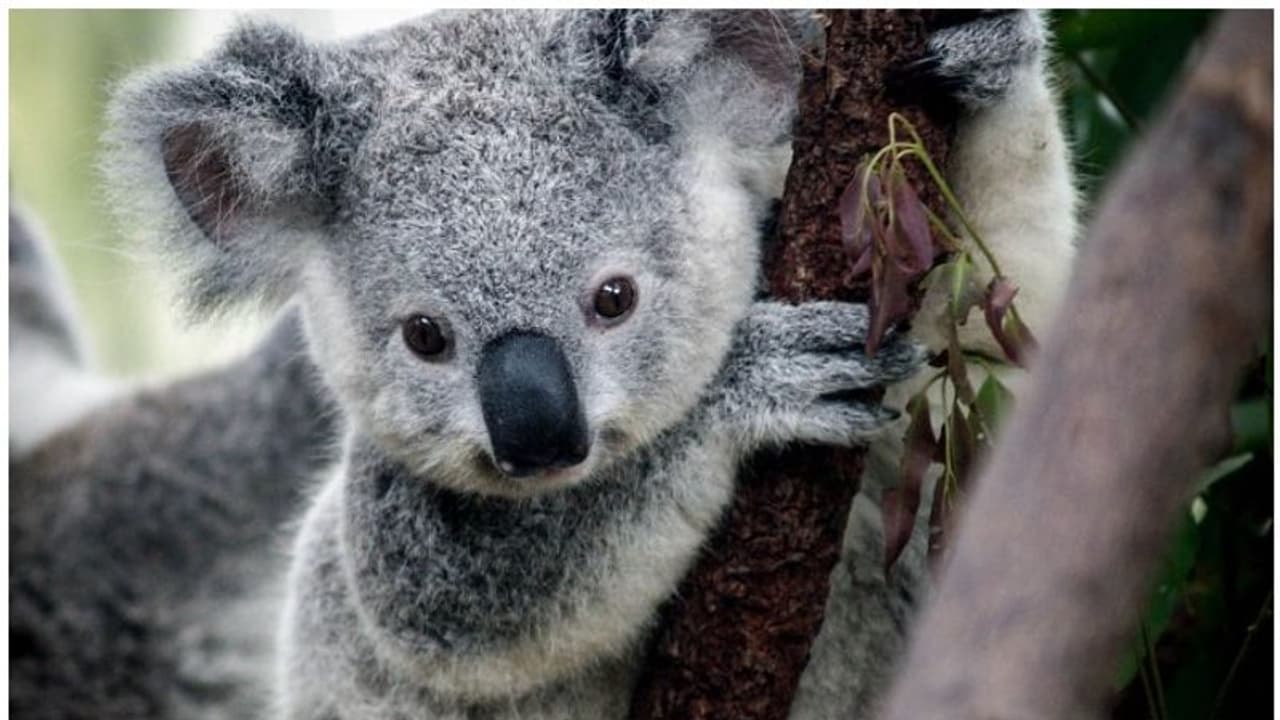 അന്ന് കാട്ടുതീയിൽ നിന്ന് രക്ഷപ്പെടുത്തിയ കോലകൾ, ഇനിയവ തിരികെ കാട്ടിലേക്ക്...