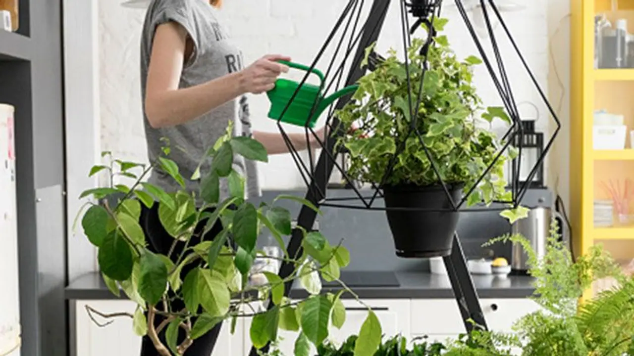 ఇంటి కి శుభాన్ని తెచ్చే మొక్కలు ఇవే.. ఇంటి కి శుభాన్ని తెచ్చే మొక్కలు ఇవే..