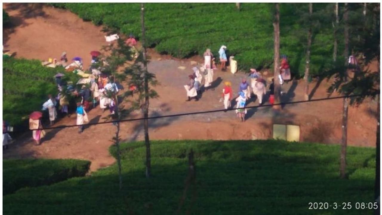 തോട്ടം തൊഴിലാളികൾക്ക് മനുഷ്യാവകാശമില്ലേ? ലോക്ക് ഡൌണിലും പണിയെടുപ്പിച്ച് ഇടുക്കിയിലെ എസ്റ്റേറ്റ്
