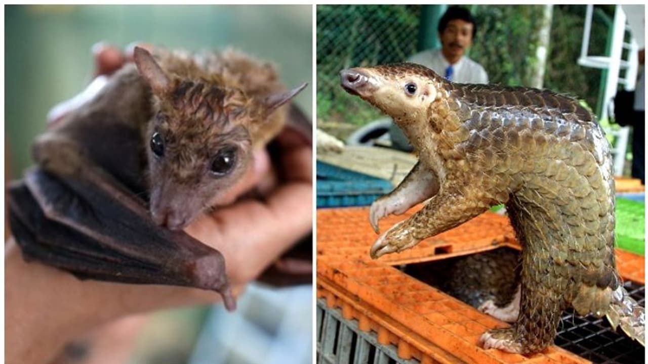 വന്യമൃഗങ്ങളുടെ മാംസത്തോടുള്ള നമ്മുടെ ആർത്തി ഇനി കൊണ്ടുവരാൻ പോകുന്നത് കൊറോണയെക്കാൾ വലിയ വൈറസിനെയോ?