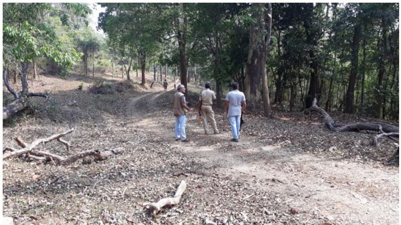 വൈദ്യുതി വേലിയും കിടങ്ങുമെല്ലാം 'നിസ്സാരം'; വടക്കനാട് പ്രദേശത്ത് കാട്ടാനശല്യം തുടരുന്നു