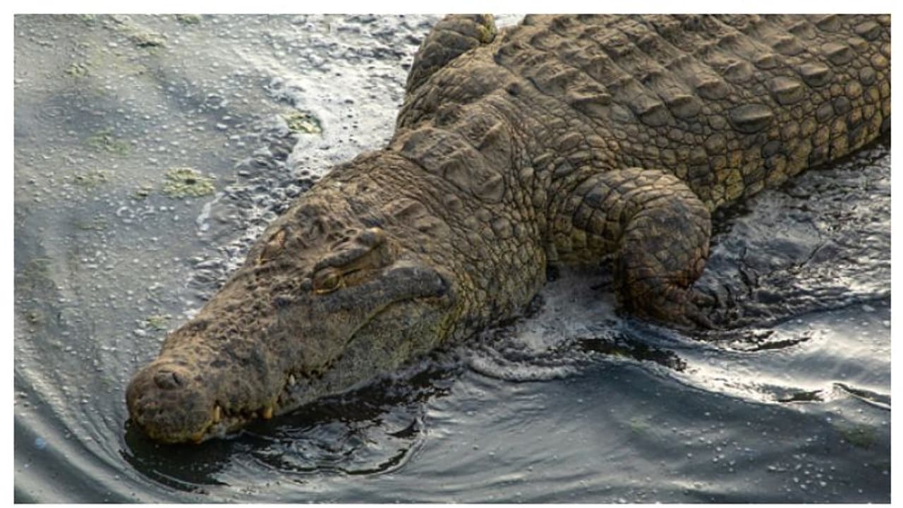 লকডাউন উপেক্ষা করে বেরিয়েছিলেন যুবক, চলে গেলেন একেবারে কুমিরের পেটে লকডাউন উপেক্ষা করে বেরিয়েছিলেন যুবক, চলে গেলেন একেবারে কুমিরের পেটে