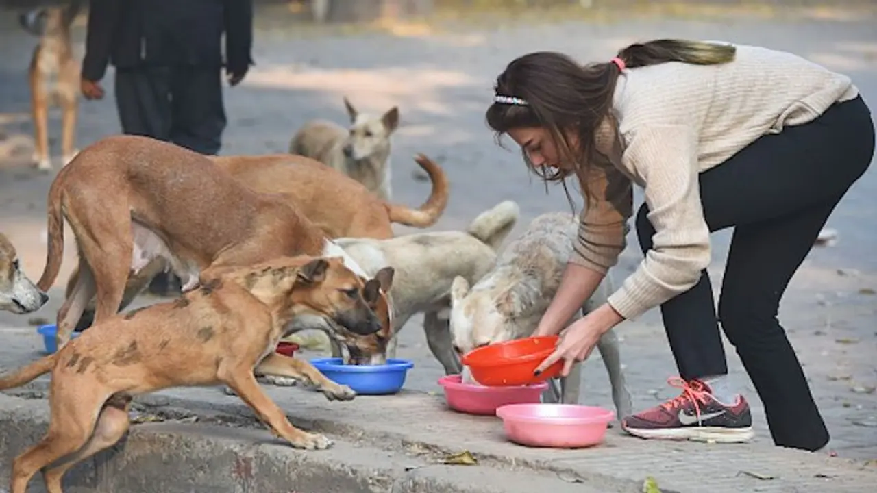 ಹಸಿವಿನಿಂದ ಅಲೆಯುತ್ತಿದ್ದ ಸಾವಿರಾರು ನಾಯಿಗಳಿಗೆ ಆಹಾರ, ನೀರು ಪೋರೈಕೆ
