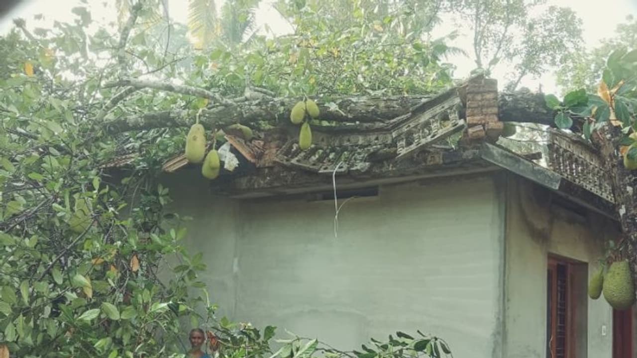 ശക്തമായ മഴയിലും കാറ്റിലും മരങ്ങള് ഒടിഞ്ഞുവീണ് വള്ളിക്കുന്നത്ത് മൂന്ന് വീടുകള് തകര്ന്നു ശക്തമായ മഴയിലും കാറ്റിലും മരങ്ങള് ഒടിഞ്ഞുവീണ് വള്ളിക്കുന്നത്ത് മൂന്ന് വീടുകള് തകര്ന്നു