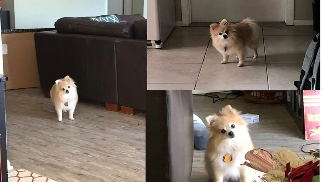 ದಿನವಿಡೀ ಮನೆಯಲ್ಲಿದ್ದ ಮಾಲೀಕನನ್ನು ದುರುಗುಟ್ಟಿ ನೋಡಿದ ನಾಯಿ! ದಿನವಿಡೀ ಮನೆಯಲ್ಲಿದ್ದ ಮಾಲೀಕನನ್ನು ದುರುಗುಟ್ಟಿ ನೋಡಿದ ನಾಯಿ!