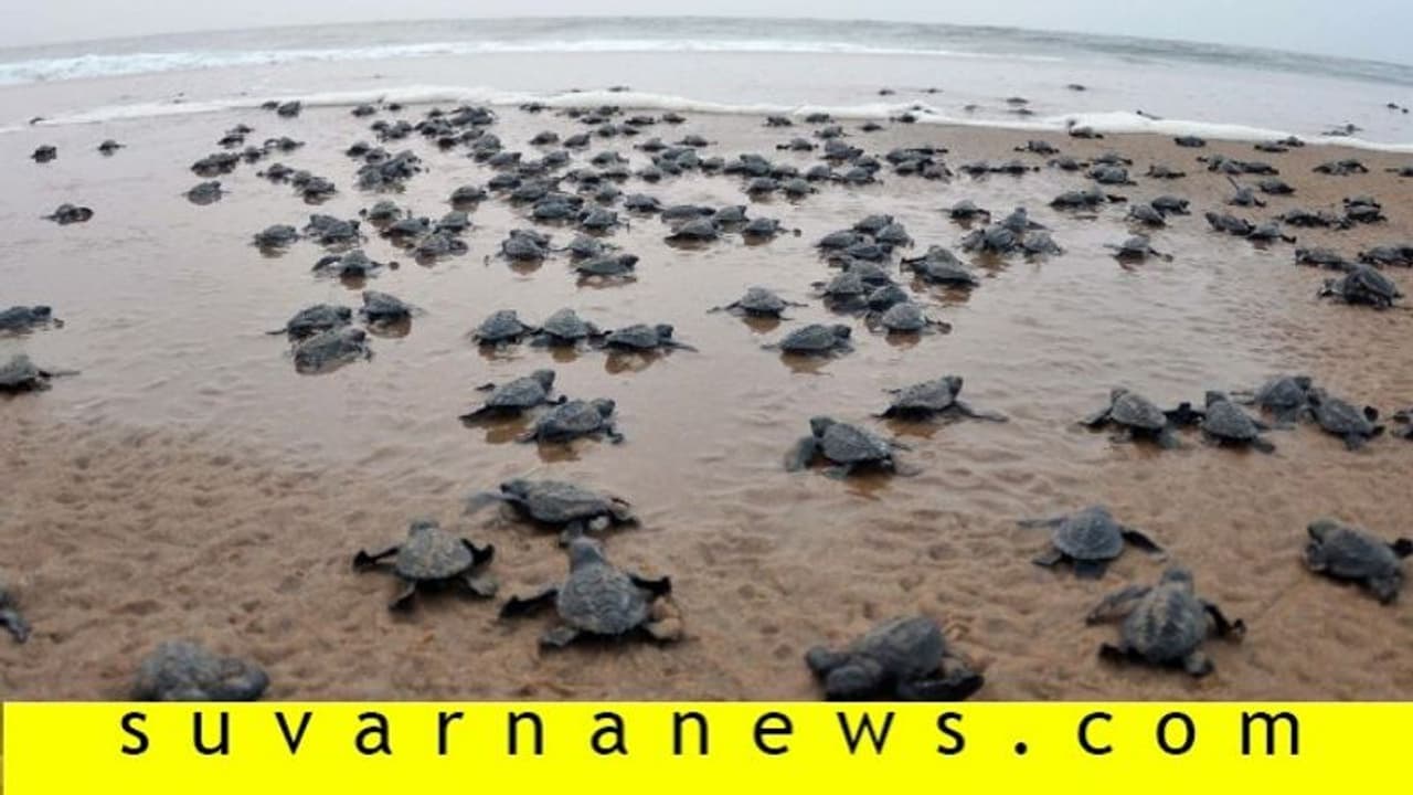 ಲಾಕ್ಡೌನ್ ಎಫೆಕ್ಟ್: 1 ದಿನದಲ್ಲಿ ತೀರಕ್ಕೆ ಬಂತು 72 ಸಾವಿರಕ್ಕೂ ಹೆಚ್ಚು ಕಡಲಾಮೆ ಲಾಕ್ಡೌನ್ ಎಫೆಕ್ಟ್: 1 ದಿನದಲ್ಲಿ ತೀರಕ್ಕೆ ಬಂತು 72 ಸಾವಿರಕ್ಕೂ ಹೆಚ್ಚು ಕಡಲಾಮೆ