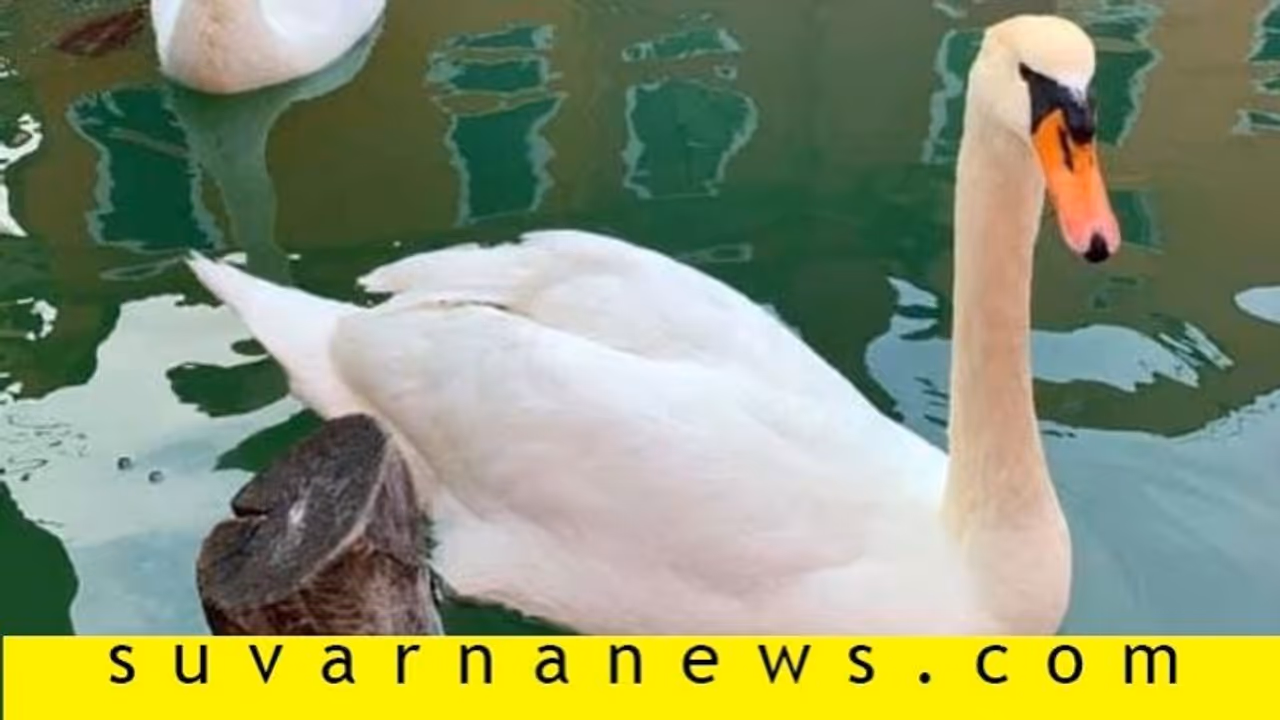 ಲಾಕ್ಡೌನ್ ಎಫೆಕ್ಟ್: ಬಂಧಿಯಾದ ಜನ, ಪ್ರಾಣಿ, ಪಕ್ಷಿಗಳು ಫ್ರೀ..! ಲಾಕ್ಡೌನ್ ಎಫೆಕ್ಟ್: ಬಂಧಿಯಾದ ಜನ, ಪ್ರಾಣಿ, ಪಕ್ಷಿಗಳು ಫ್ರೀ..!