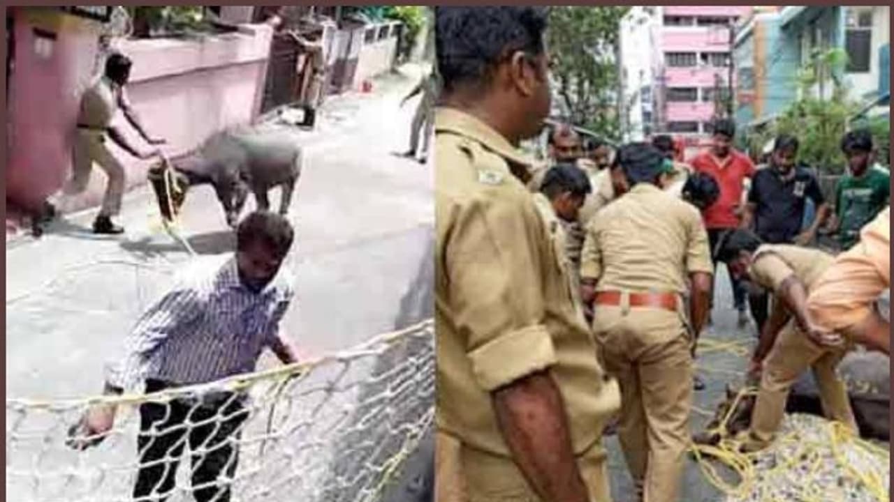 പോത്തിന് എന്ത് ലോക്ക് ഡൗണ്; കൊറോണക്കാലത്ത് അഗ്നിശമന സേനയ്ക്ക് 'ജെല്ലിക്കെട്ട്' വീഡിയോ പോത്തിന് എന്ത് ലോക്ക് ഡൗണ്; കൊറോണക്കാലത്ത് അഗ്നിശമന സേനയ്ക്ക് 'ജെല്ലിക്കെട്ട്' വീഡിയോ