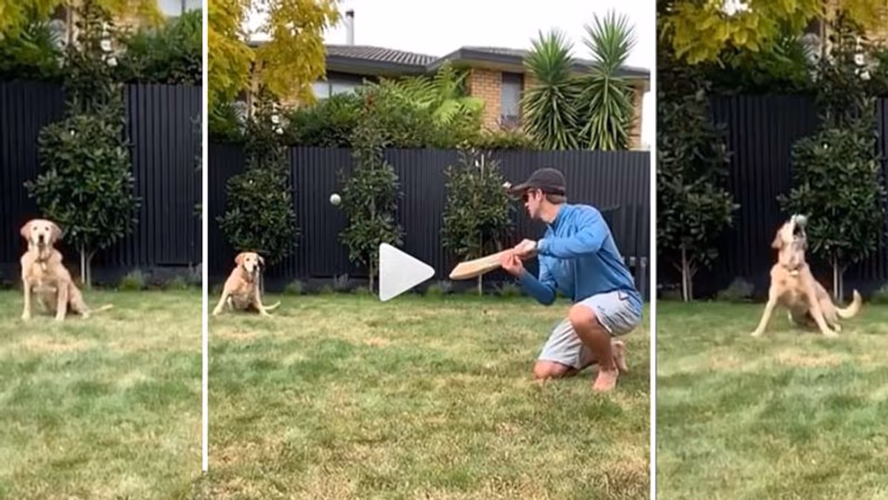 ഇത് കെയ്ന് വില്യംസണിന്റെ വളര്ത്തുനായ, ആള് മികച്ചൊരു സ്ലിപ്പ് ഫീല്ഡര് കൂടിയാണ് രസകരമായ വീഡിയോ കാണാം ഇത് കെയ്ന് വില്യംസണിന്റെ വളര്ത്തുനായ, ആള് മികച്ചൊരു സ്ലിപ്പ് ഫീല്ഡര് കൂടിയാണ് രസകരമായ വീഡിയോ കാണാം