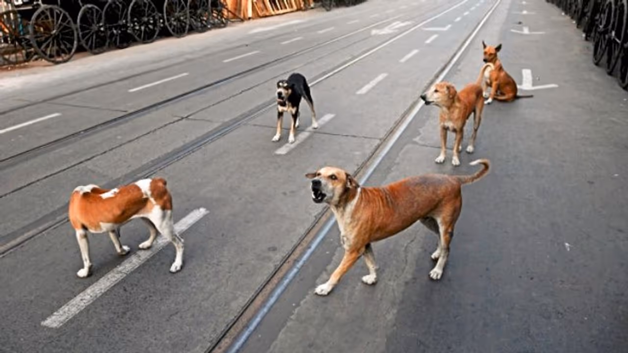 Stray dogs amid lockdown