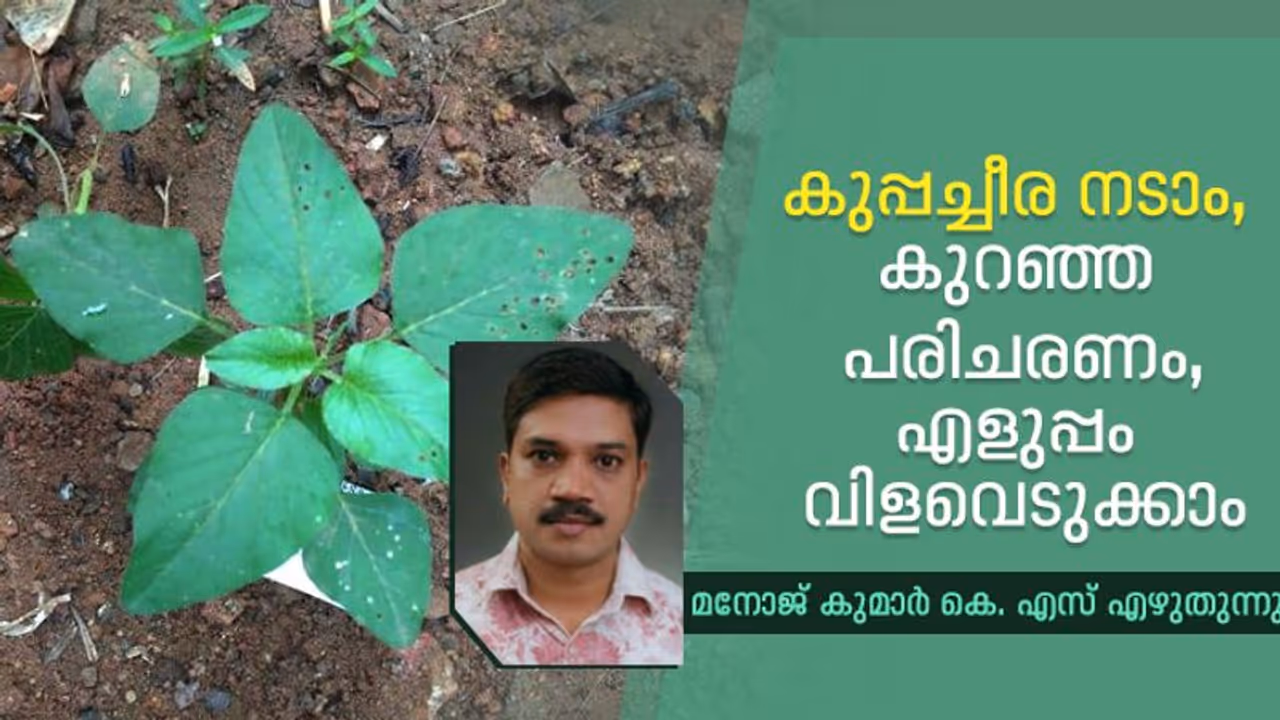 ഒരു പരിചരണവുമില്ലാതെ തഴച്ചുവളരും, തോരനും ചാറുകറികളും തയ്യാറാക്കാം ഒരു പരിചരണവുമില്ലാതെ തഴച്ചുവളരും, തോരനും ചാറുകറികളും തയ്യാറാക്കാം