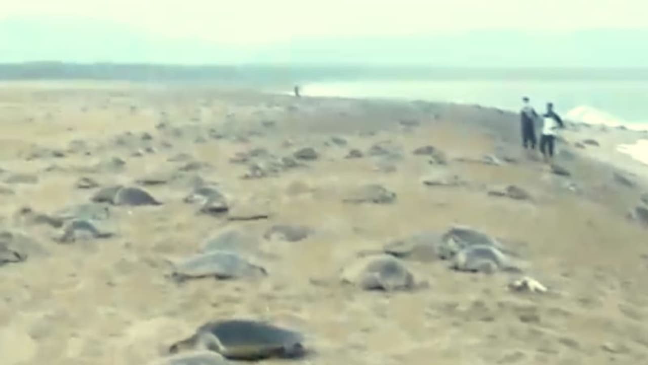 লকডাউনের জের, নির্জনতার সুযোগে সমুদ্র সৈকত দখল করল কয়েক লক্ষ কচ্ছপ লকডাউনের জের, নির্জনতার সুযোগে সমুদ্র সৈকত দখল করল কয়েক লক্ষ কচ্ছপ