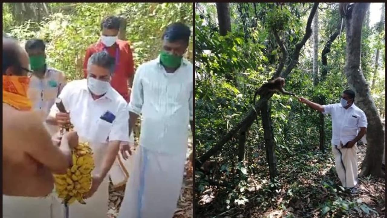 വിശന്നിരിക്കുന്ന കുരങ്ങുകള്ക്കും ഭക്ഷണമെത്തിച്ച് ഡിവൈഎഫ്ഐ മാതൃക വിശന്നിരിക്കുന്ന കുരങ്ങുകള്ക്കും ഭക്ഷണമെത്തിച്ച് ഡിവൈഎഫ്ഐ മാതൃക