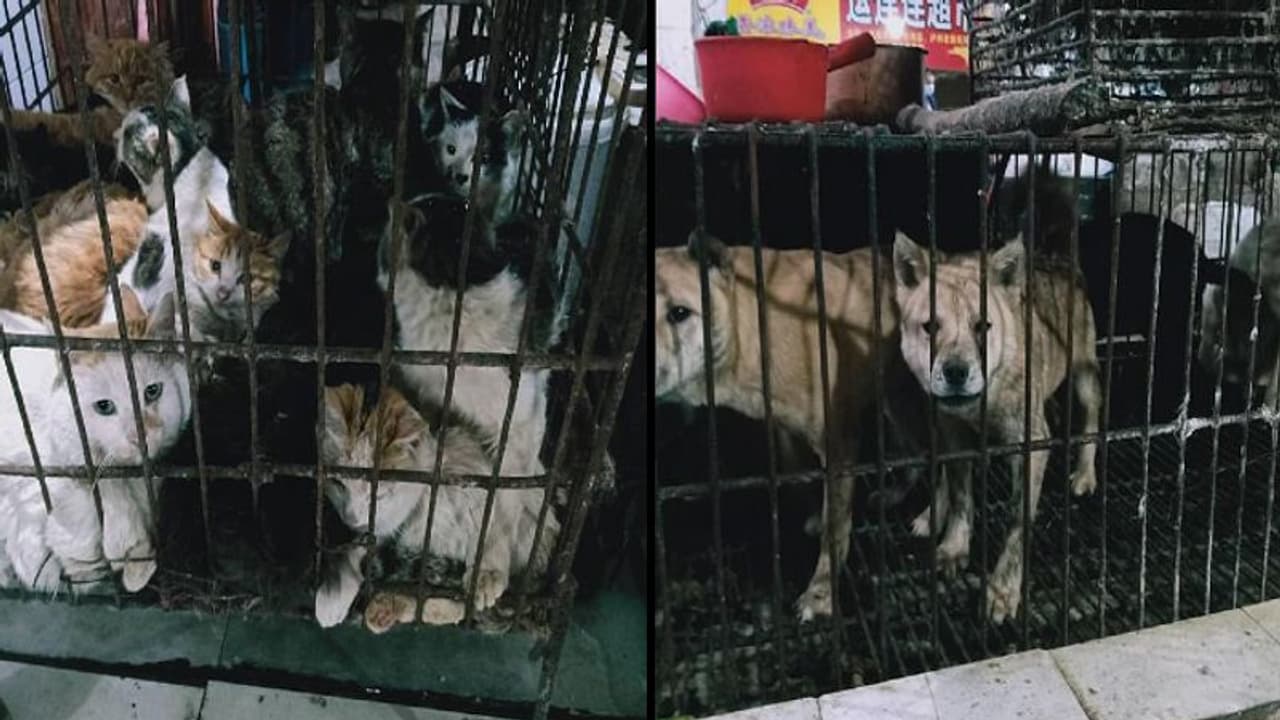 കൊവിഡ് 19 ഭീതി അകന്നുവോ? ചൈനയില് മാംസമാര്ക്കറ്റുകള് ഉണരുന്നു... കൊവിഡ് 19 ഭീതി അകന്നുവോ? ചൈനയില് മാംസമാര്ക്കറ്റുകള് ഉണരുന്നു...