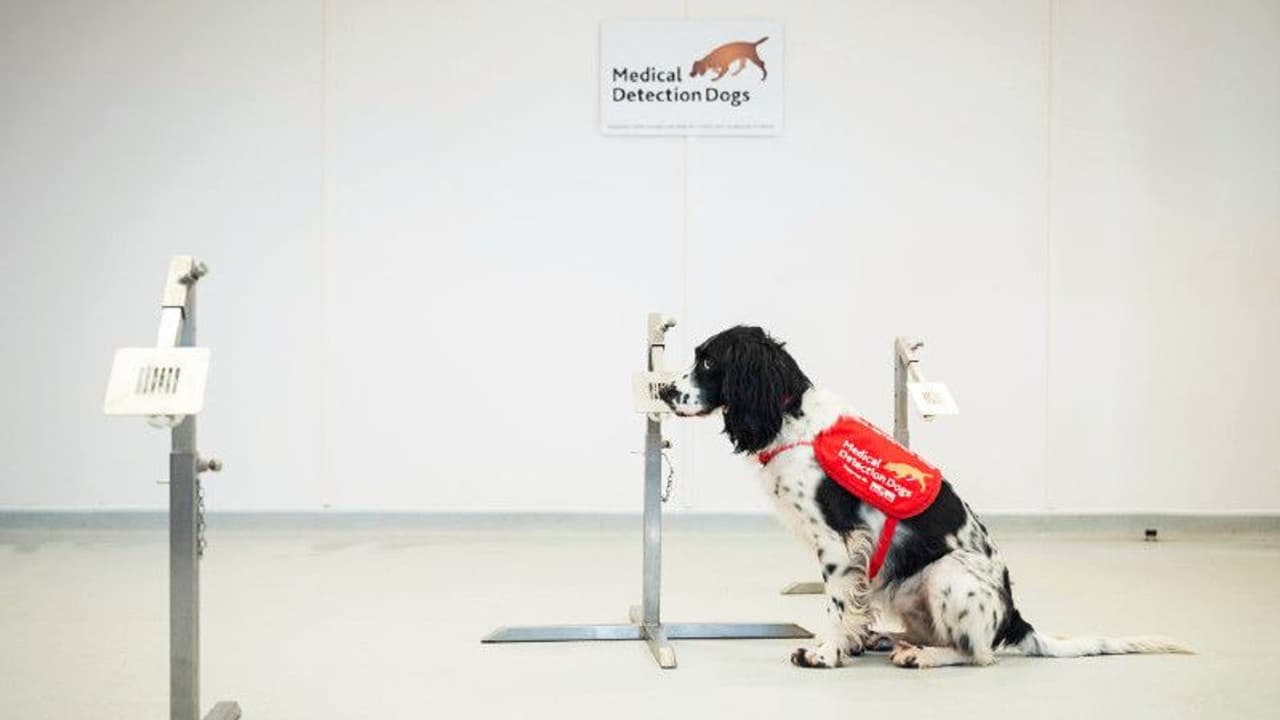 కరోనా గుర్తింపుకు శునకాలు: లండన్ శాస్త్రవేత్తల ప్రయోగం