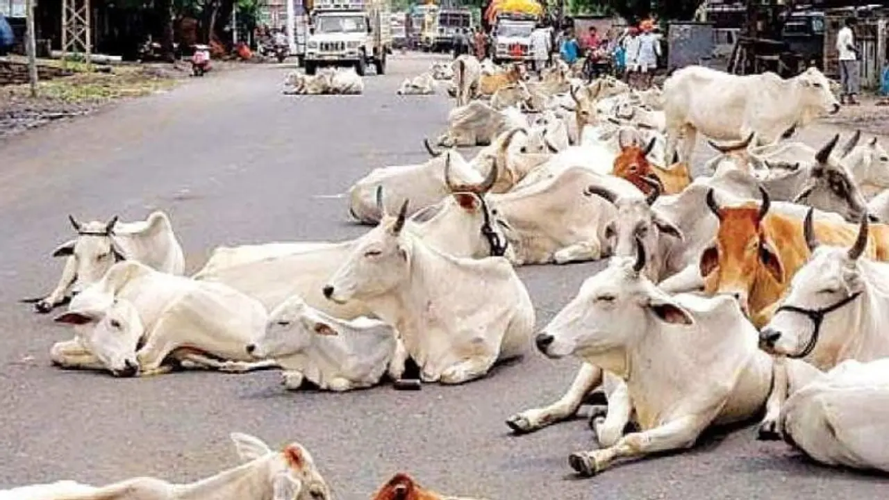 अंबाला प्रशासन की सराहनीय पहल, लॉकडाउन के दौरान आवारा पशुओं के लिए कराएगा भोजन उपलब्ध अंबाला प्रशासन की सराहनीय पहल, लॉकडाउन के दौरान आवारा पशुओं के लिए कराएगा भोजन उपलब्ध