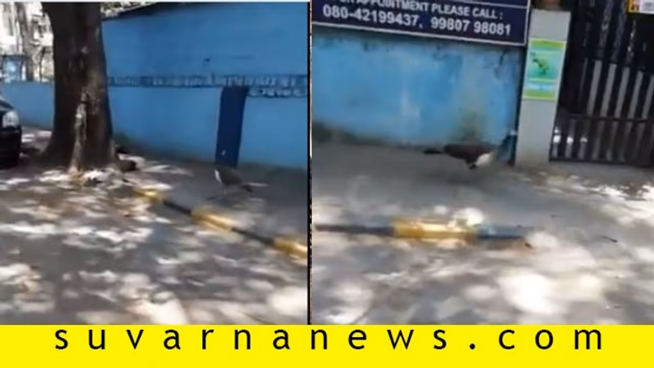 ನಗರದ ಹೃದಯ ಭಾಗದಲ್ಲಿ ನವಿಲು, ಹೊರಭಾಗದಲ್ಲಿ ಜಿಂಕೆ!