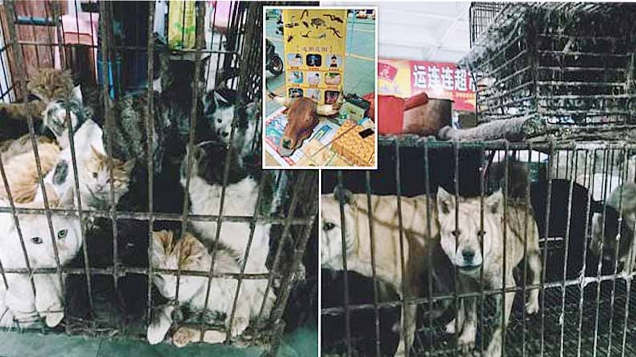 எவ்வளவு பட்டாலும் திருந்தாத சீனர்கள்... சீனாவில் மீண்டும் களைகட்டும் வவ்வால், நாய், பாம்பு விற்பனை...!