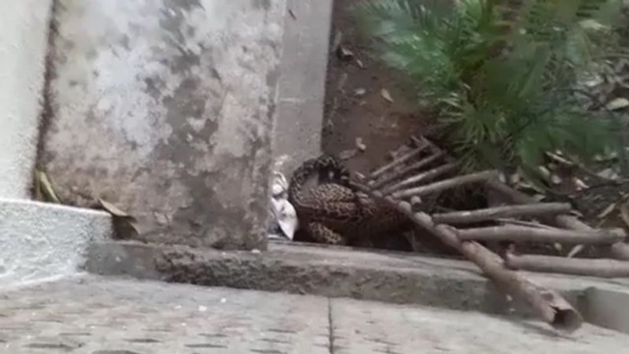 കുതിരക്ക് ശേഷം പുലി; ലോക്ക്ഡൗണ് കാലത്ത് 'ഫ്രീ' ആയി വന്യമൃഗങ്ങള്! കുതിരക്ക് ശേഷം പുലി; ലോക്ക്ഡൗണ് കാലത്ത് 'ഫ്രീ' ആയി വന്യമൃഗങ്ങള്!