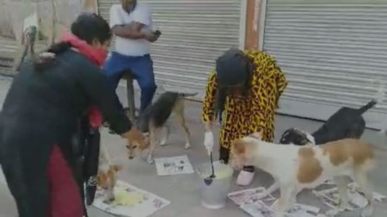 লকডাউনে খাদ্যের সংকট, পথকুকুরদের রান্না করা খাবার খাওয়ালেন পশুপ্রেমীরা