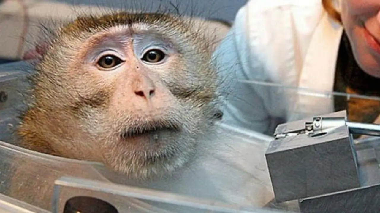 நம்பிக்கை அளிக்கும் குரங்கு பரிசோதனை..!! ஒரு முறை போனால் மறு முறை திரும்பாது என தகவல்..!!