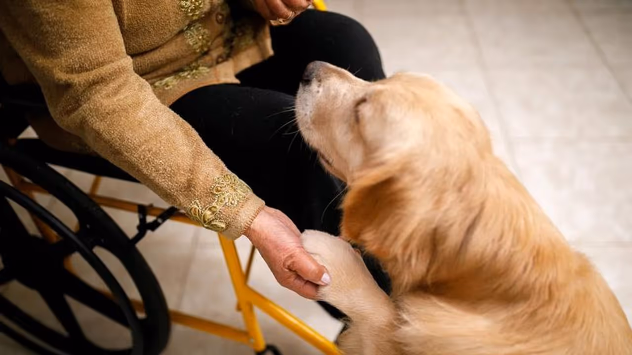 வைரஸ் பாதிப்பை கண்டுபிடிக்க நாய்கள்..!! ஆராய்ச்சியாளர்கள் புதிய டெக்னிக்..!!