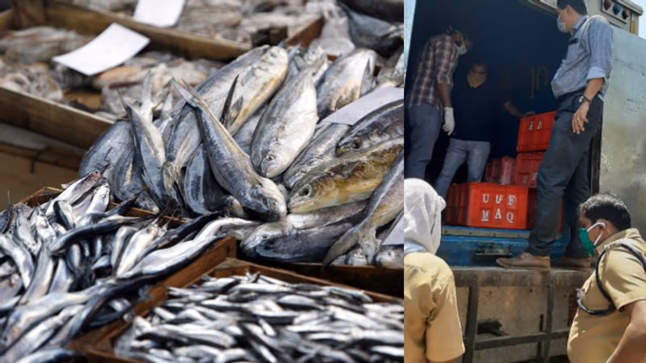 കൊവിഡ് കാലത്തും പഴകിയ മീന് വില്പന; അഞ്ഞൂറ് കിലോയോളം മത്സ്യം പിടികൂടി നശിപ്പിച്ചു കൊവിഡ് കാലത്തും പഴകിയ മീന് വില്പന; അഞ്ഞൂറ് കിലോയോളം മത്സ്യം പിടികൂടി നശിപ്പിച്ചു