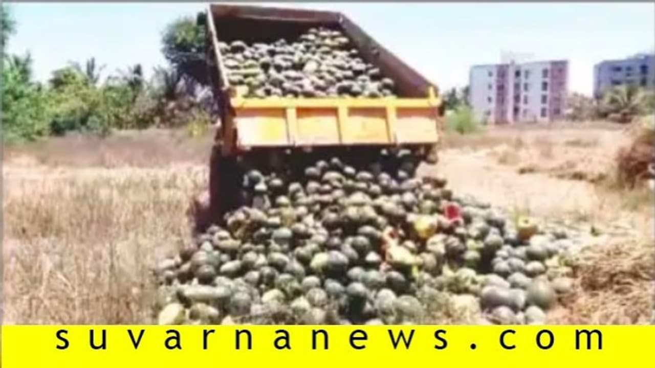 ಲಾಕ್‌ಡೌನ್: 8 ಎಕರೆ ಕಲ್ಲಂಗಡಿ ನಾಶ ಮಾಡಿದ ರೈತ