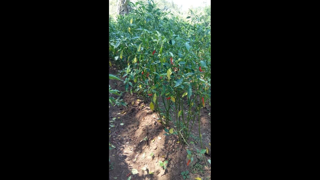 ಹಾವೇರಿ: ನಾಲ್ಕು ತಿಂಗಳಾದರೂ ಕಾಯಿ ಬಿಡದ ಮೆಣಿಸಿನ ಗಿಡ, ಸಂಕಷ್ಟದಲ್ಲಿ ರೈತ ಹಾವೇರಿ: ನಾಲ್ಕು ತಿಂಗಳಾದರೂ ಕಾಯಿ ಬಿಡದ ಮೆಣಿಸಿನ ಗಿಡ, ಸಂಕಷ್ಟದಲ್ಲಿ ರೈತ